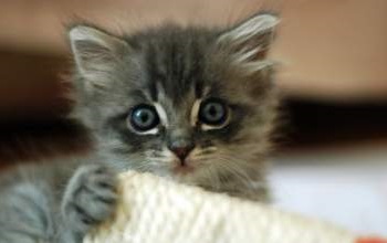 kitten image 1