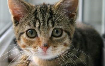 kitten image 2
