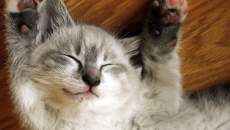 kitten image 1