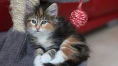 kitten image 2
