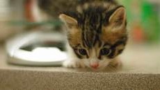 kitten image 3