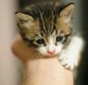 kitten image 1