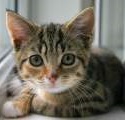 kitten image 2
