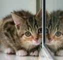 kitten image 3