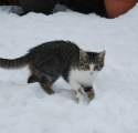 kitten image 1