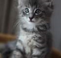 kitten image 2