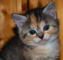 kitten image 3